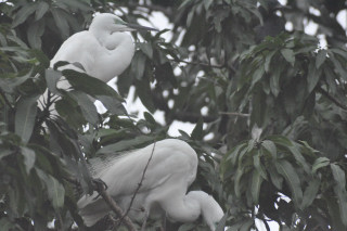 Uccelli dello sri lanka mi aiutate a identificarli ?